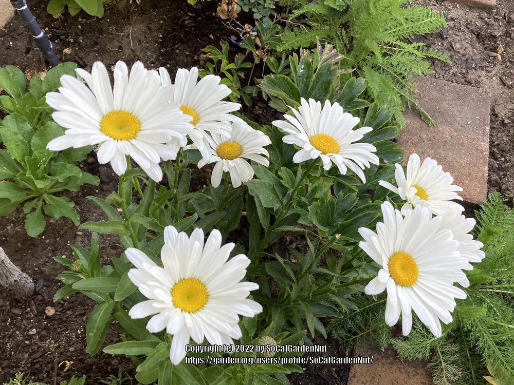 Photo of Shasta Daisy (Leucanthemum x superbum 'Becky') uploaded by SoCalGardenNut