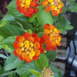 Location: Ontario, Canada
Date: 2022-05-19
Lantana is becoming a bit of a staple in my garden. The butterfli