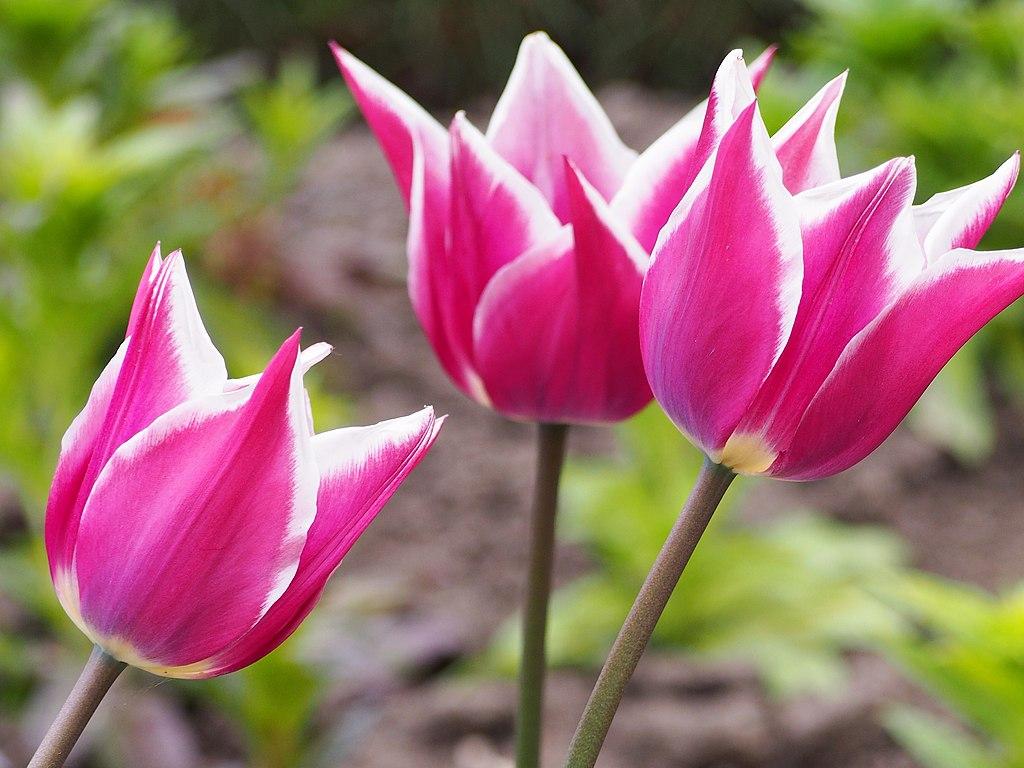 Photo of Lily Flowering Tulip (Tulipa 'Ballade') uploaded by robertduval14