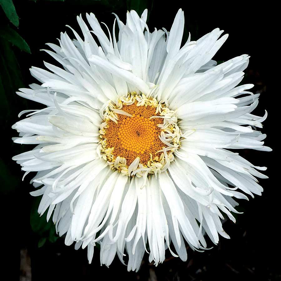 Photo of Shasta Daisy (Leucanthemum x superbum 'Belgian Lace') uploaded by Joy