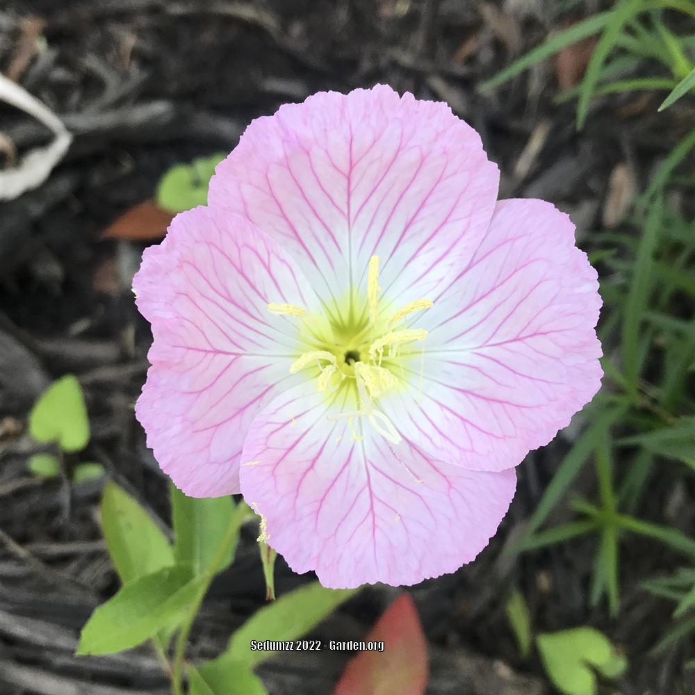 Photo of Pink Evening Primrose (Oenothera speciosa) uploaded by sedumzz
