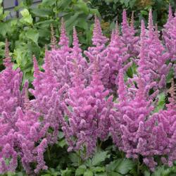 
https://www.anniesannuals.com/signs/a/images//astilbe_chinensis_t
