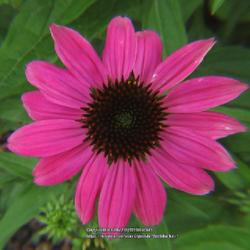 Location: Southern Pines, NC (Boyd House garden)
Date: May 23, 2022
Purple Cone flower #187; RAB page 1110, 179-62-1; LHB page 995, 1
