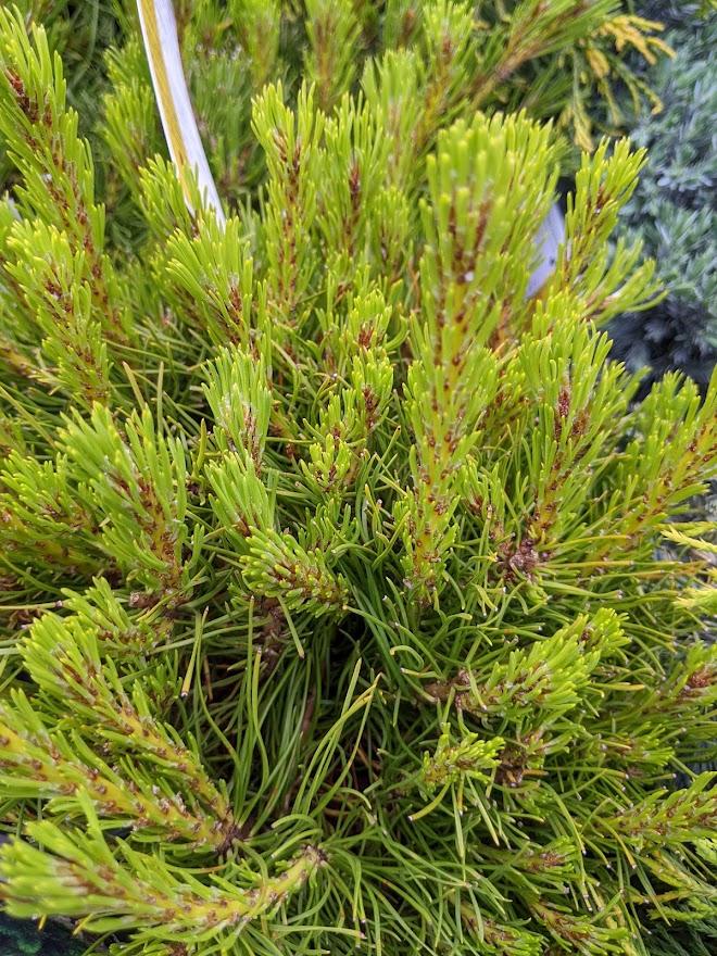 Photo of Mugo Pine (Pinus mugo) uploaded by Joy