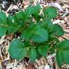 Salad Potato (Solanum tuberosum 'Nicola'), young plant
