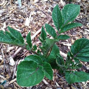 Potato (Solanum tuberosum 'French Fingerling'), young plant