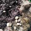 Potato (Solanum tuberosum 'German Butterball') seed potatoes