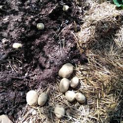 Location: Eagle Bay, New York
Date: 24 May 2022
Potato (Solanum tuberosum 'German Butterball') seed potatoes