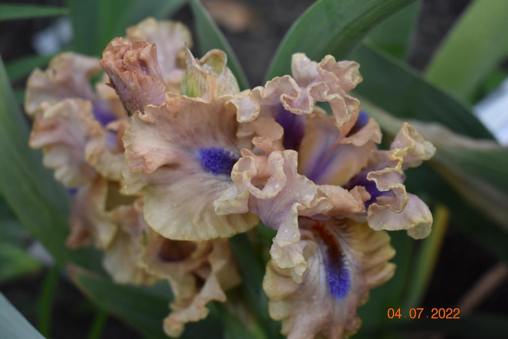 Photo of Intermediate Bearded Iris (Iris 'Bahama Blues') uploaded by trmccray