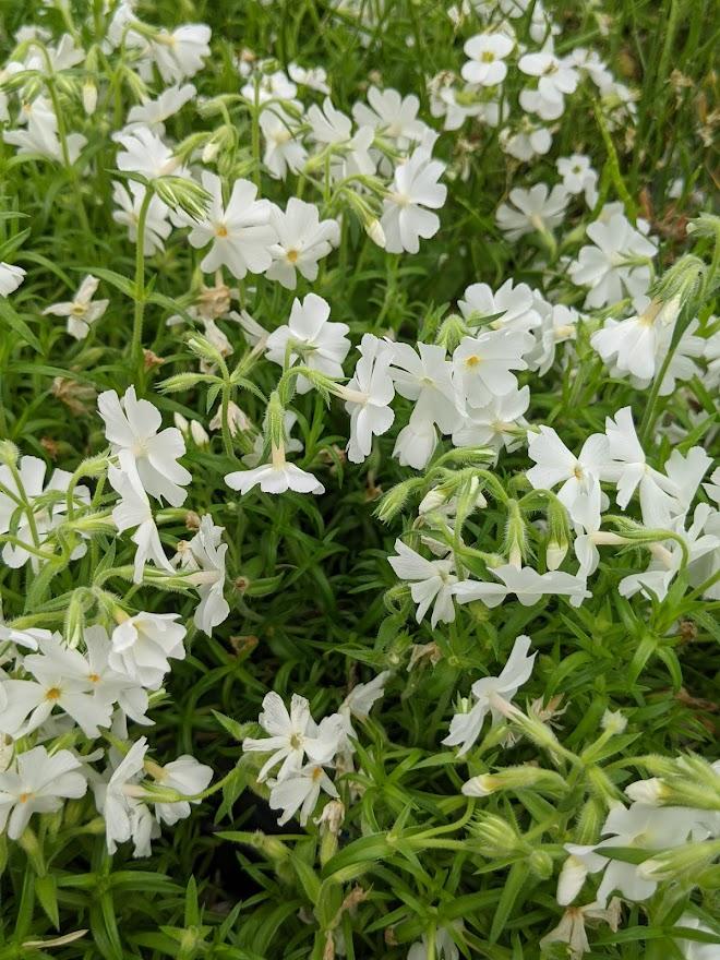 Photo of Moss Phlox (Phlox subulata 'Early Spring White') uploaded by Joy