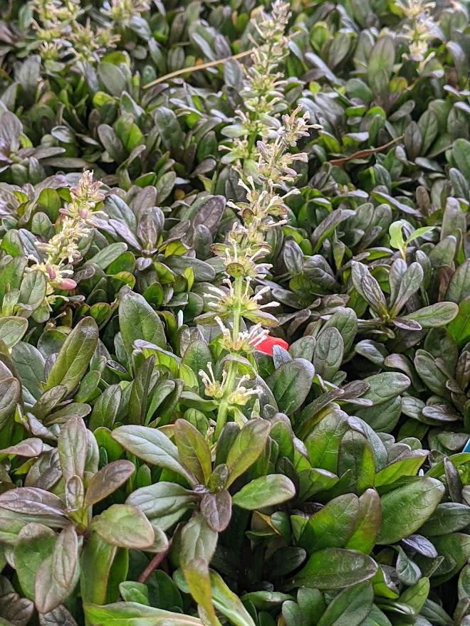 Photo of Bugleweed (Ajuga reptans Chocolate Chip) uploaded by Joy