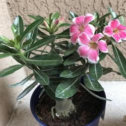 Location: My garden in Tampa, Florida
Date: 2022-05-28
My new grafted desert rose. The soft pink color with white edges 