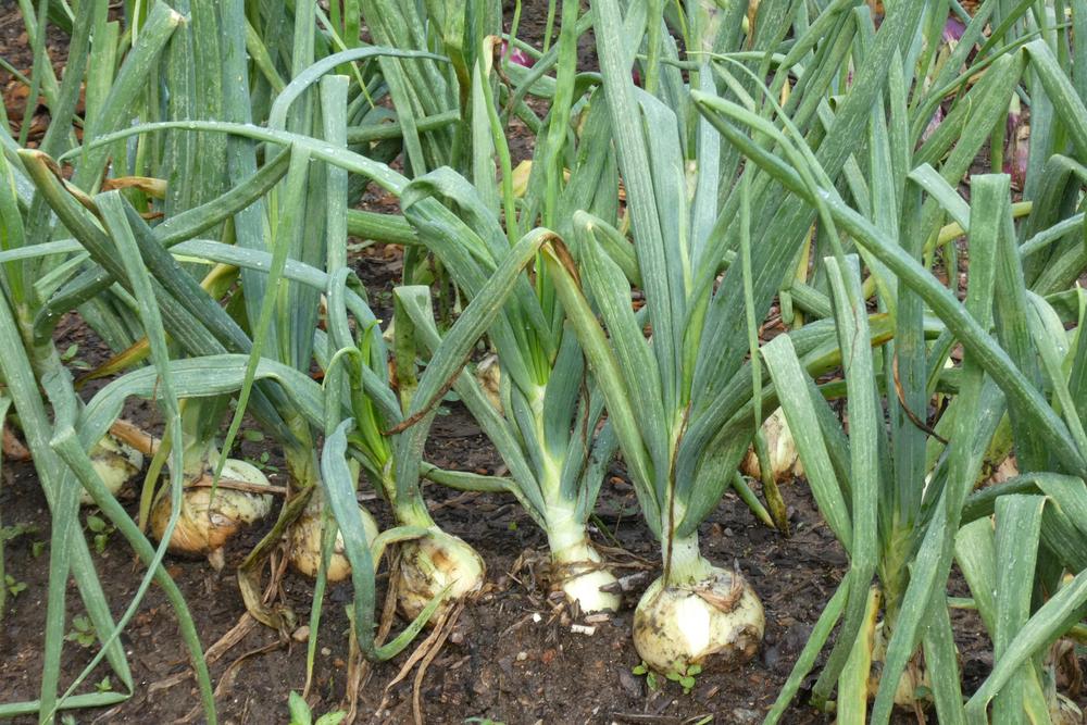 Photo of Garden Onion (Allium cepa 'Candy') uploaded by LoriMT