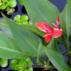 Location: Southern Pines, NC (Boyd House garden) pond
Date: May 31, 2022
Canna lily #53nn; RAB p 316, 42-1-1. LHB page 290, 40-1-1, " Lati