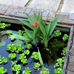 Location: Southern Pines, NC (Boyd House garden) pond
Date: May 31, 2022
Canna lily #53 nn; RAB p 316, 42-1-1. LHB page 290, 40-1-1, " Lat