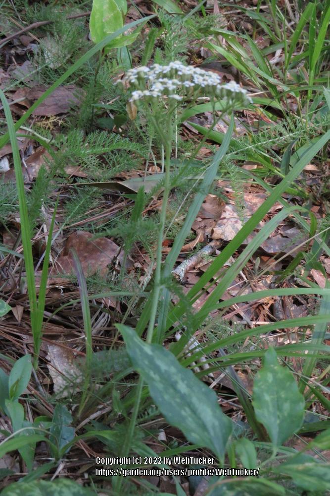 Photo of Yarrow (Achillea millefolium) uploaded by WebTucker