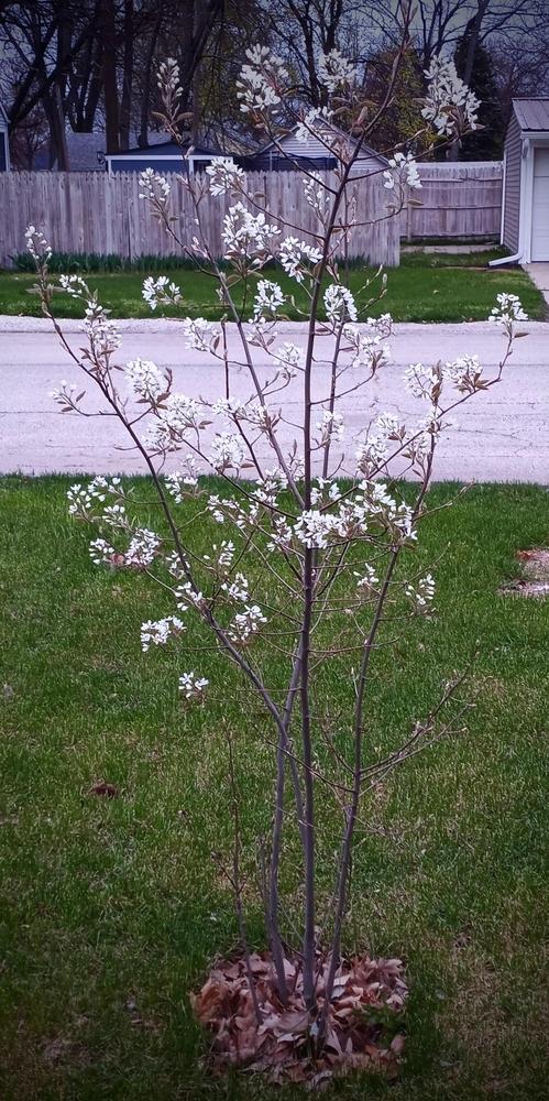 Photo of Serviceberry (Amelanchier alnifolia) uploaded by JayZeke