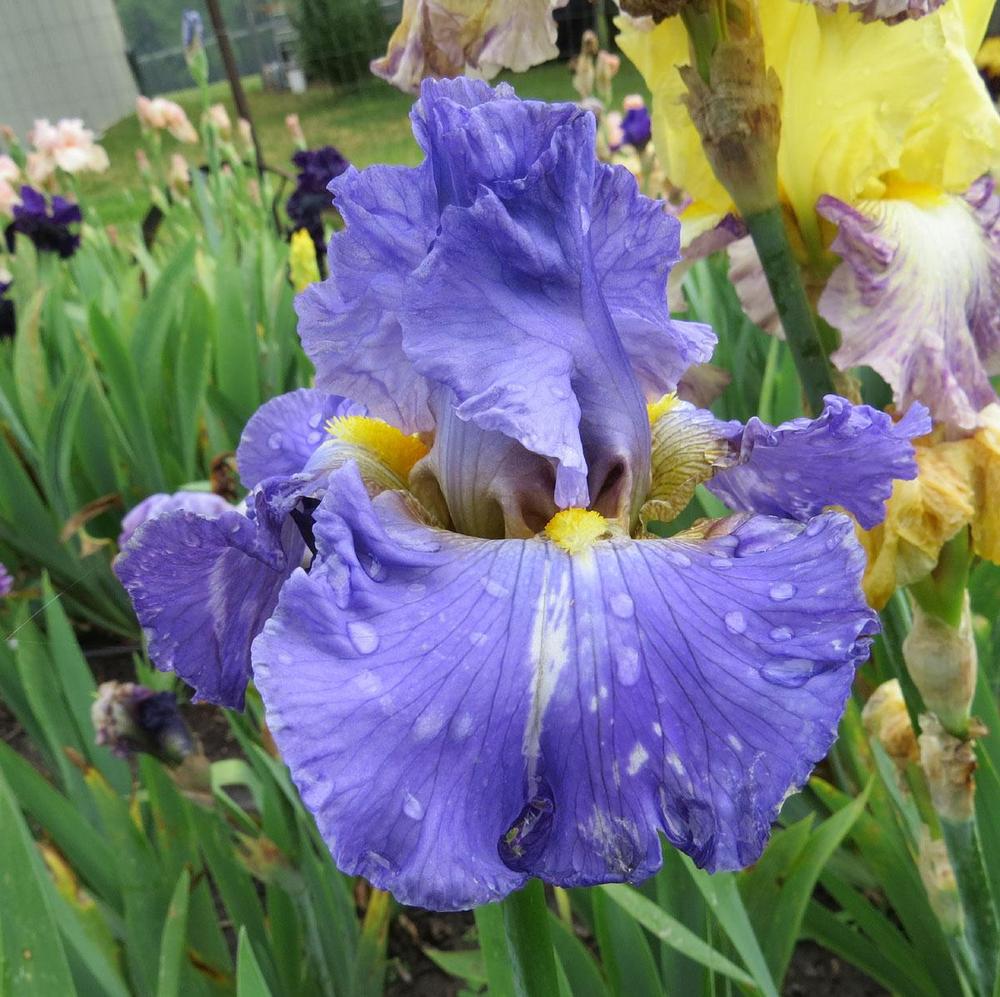 Photo of Tall Bearded Iris (Iris 'Juke Box Hero') uploaded by Natalie