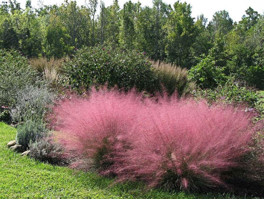 Photo of Pink Muhly Grass (Muhlenbergia capillaris) uploaded by Joy