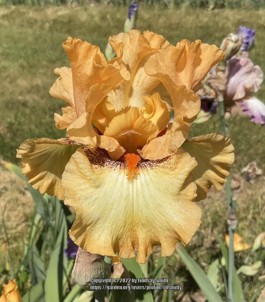 Photo of Tall Bearded Iris (Iris 'Butterlicious') uploaded by Lbsmitty