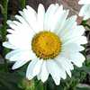 Plant: Shasta Daisy (Leucanthemum x superbum Sweet Daisy™ 'Chri