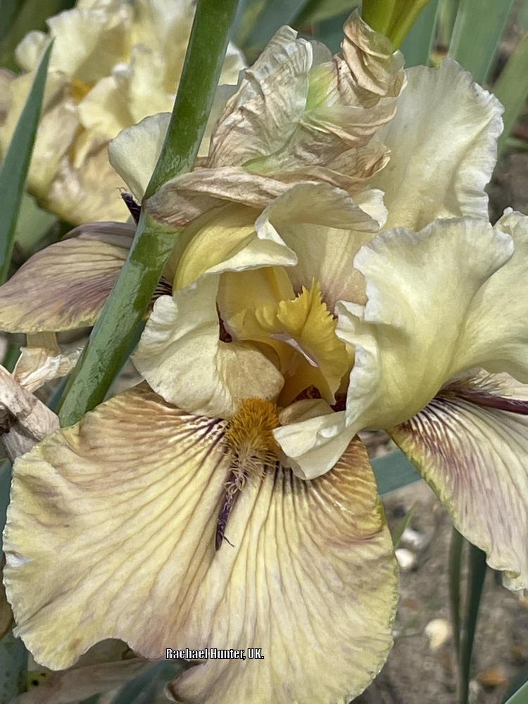 Photo of Tall Bearded Iris (Iris 'Thornbird') uploaded by RachaelHunter
