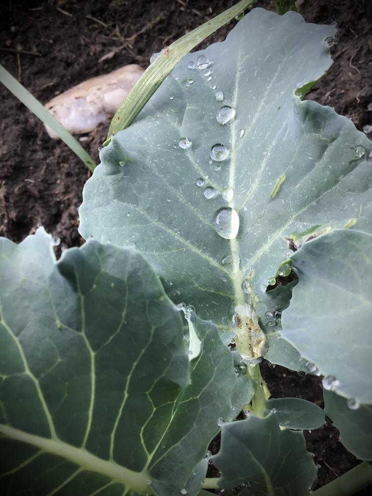 Photo of Broccoli (Brassica oleracea 'Calabrese') uploaded by Fieldsof_flowers