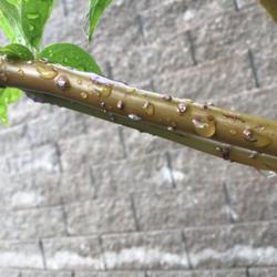 
Raindrops on a Dogwood stem