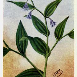 
Date: c. 1910
illustration by Chester A. Reed from his book, 'Wild Flowers East