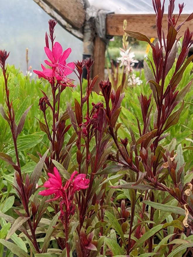 Photo of Appleblossom Grass (Oenothera lindheimeri Belleza™ Dark Pink) uploaded by Joy