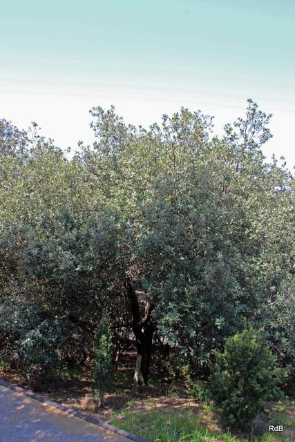 Photo of Holm Oak (Quercus ilex) uploaded by RuuddeBlock