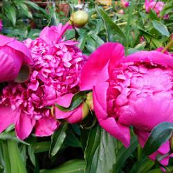 Location: Eagle Bay, New York
Date: 2022-06-19
Chinese Peony (Paeonia lactiflora 'Felix Supreme') buds and bloom
