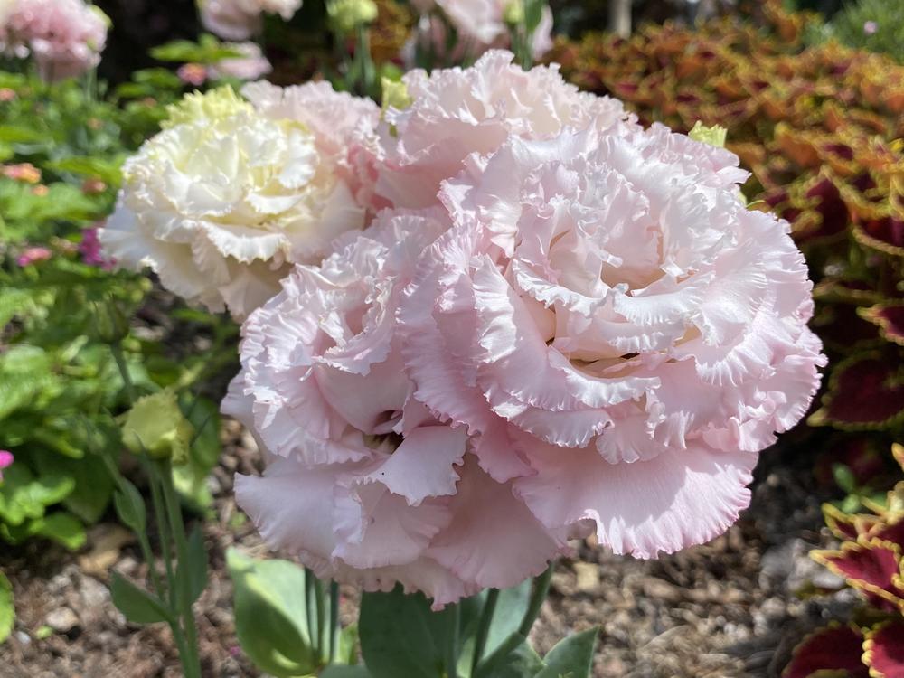 Photo of Lisianthus (Eustoma russellianum 'Voyage 2 Pink Improved') uploaded by csandt