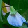 Snow Pea (Pisum sativum var. macrocarpon 'Golden Sweet Edible Pod