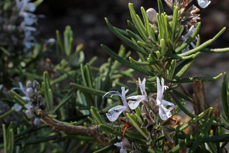 Photo of Rosemary (Salvia rosmarinus) uploaded by RuuddeBlock