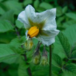 Location: Eagle Bay, New York
Date: 2022-06-22
Potato (Solanum tuberosum 'Adirondack Blue') blooms.