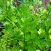 Celery (Apium graveolens 'Amsterdam Seasoning'), intense celery f