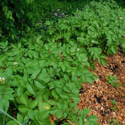 Location: Eagle Bay, New York
Date: 2022-06-22
Potato (Solanum tuberosum 'Adirondack Blue') planted rows