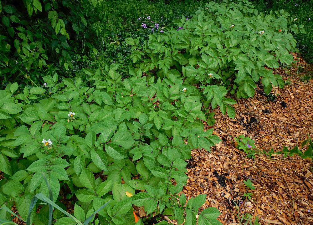 Photo of Potato (Solanum tuberosum 'Adirondack Blue') uploaded by adknative