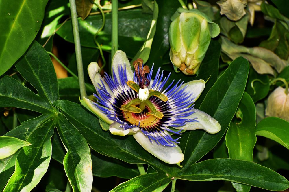 Photo of Passion Flower (Passiflora 'Blue Horizon') uploaded by dawiz1753