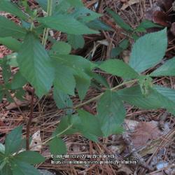 Location: Aberdeen, NC Pages Lake park
Date: June 24, 2022
Sweet pepper bush #242; RAB p. 793, 143-1-2; AG page 322, 58-20-1