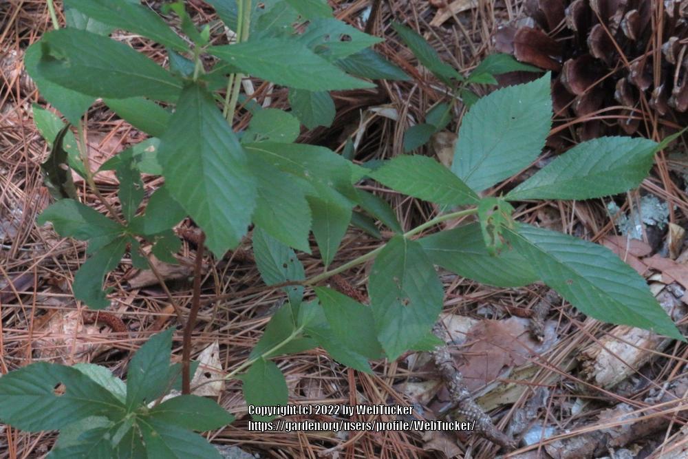 Photo of Sweet Pepperbush (Clethra alnifolia) uploaded by WebTucker