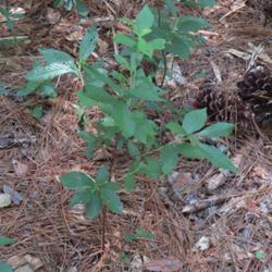 Location: Aberdeen, NC Pages Lake park
Date: June 24, 2022
Sweet pepper bush #242. RAB p. 793, 143-1-2. AG page 322, 58-20-1