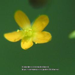 Location: Aberdeen, NC Pages Lake park
Date: June 26, 2022
Dwarf St. John's wort #245. RAB page 715, 126-1-24;  AG page 94, 