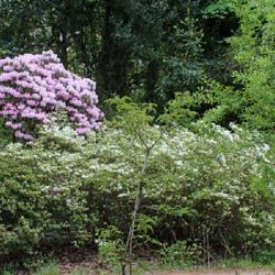 Location: Belmonte Arboretum (Wageningen, The Netherlands)
Date: 2022-05-01