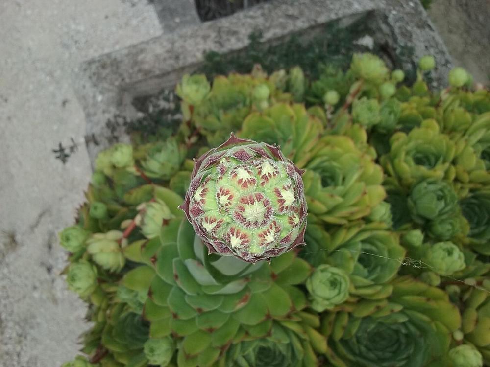 Photo of Hen and Chicks (Sempervivum tectorum) uploaded by Lucius93