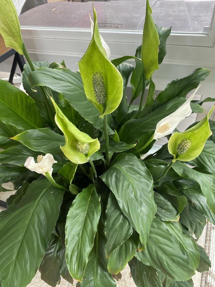 Photo of Peace Lilies (Spathiphyllum) uploaded by dixoncyn2