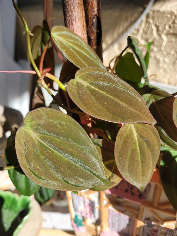 Photo of Velvet Leaf Philodendron (Philodendron hederaceum var. hederaceum) uploaded by MySecretIslandGarden