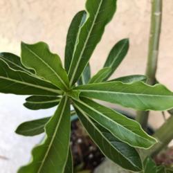 Location: My garden in Tampa, Florida
Date: 2022-07-03
The leaves are wavy so could be Adenium Obesum and Crispum hybrid