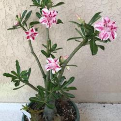 Location: My garden in Tampa, Florida
Date: 2022-07-03
This is the second flush of blooms this year and more buds have n